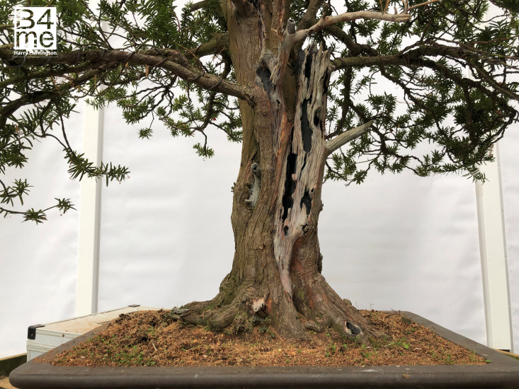 yew bonsai deadwood